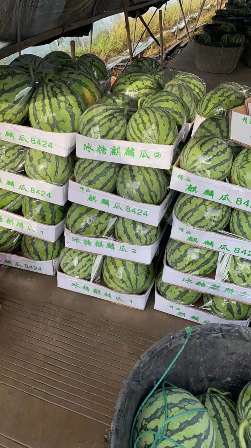 产地河北固安精品麒麟西瓜大量上市，瓜型正，甜度高，口感好