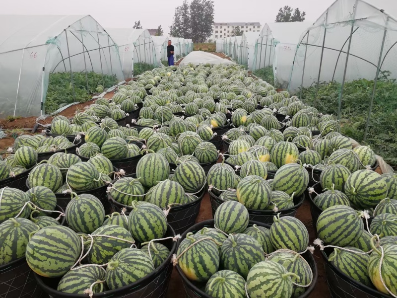 产地河北固安精品麒麟西瓜大量上市，瓜型正，甜度高，口感好