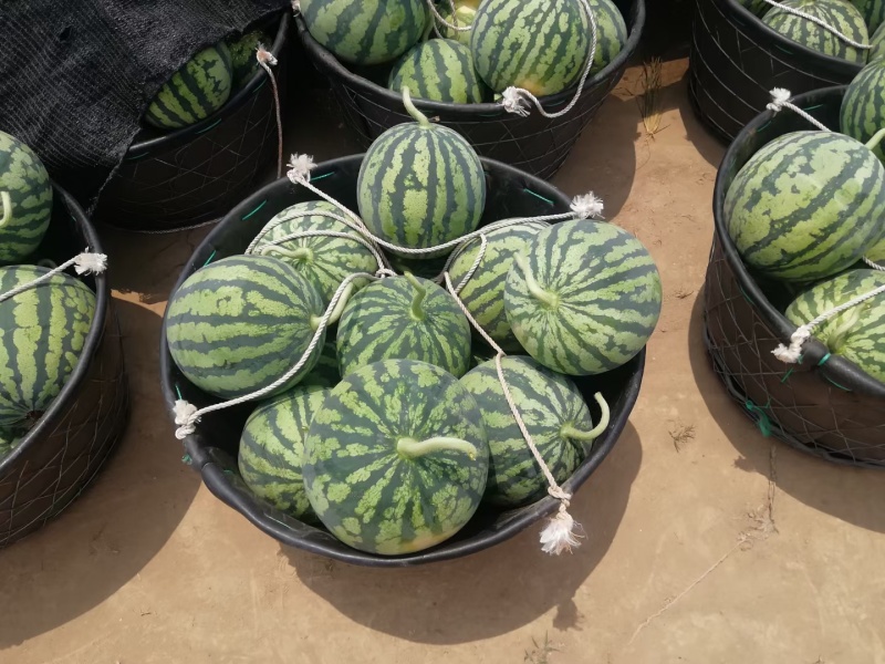 产地河北固安精品麒麟西瓜大量上市，瓜型正，甜度高，口感好