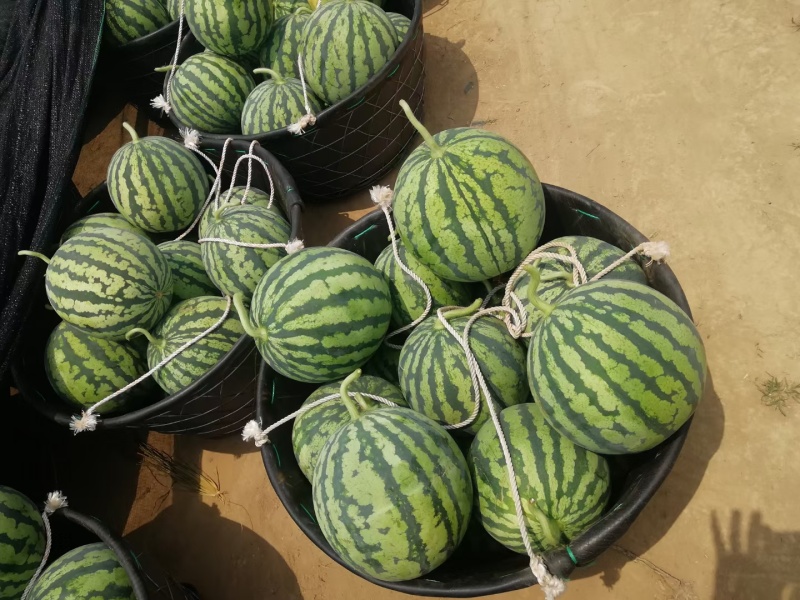 产地河北固安精品麒麟西瓜大量上市，瓜型正，甜度高，口感好
