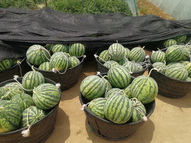 产地河北固安精品麒麟西瓜大量上市，瓜型正，甜度高，口感好