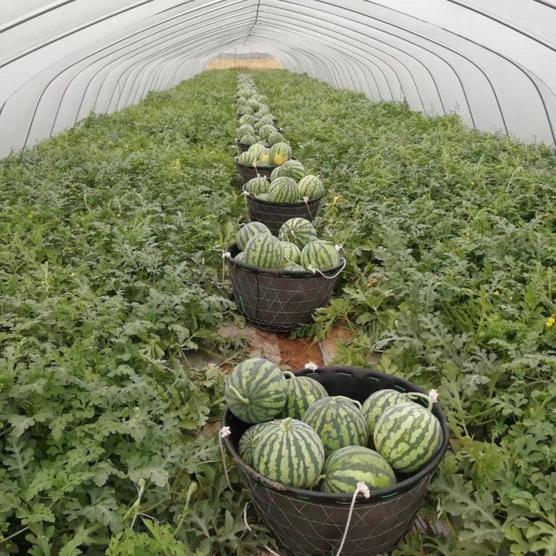 产地河北固安精品麒麟西瓜大量上市，瓜型正，甜度高，口感好