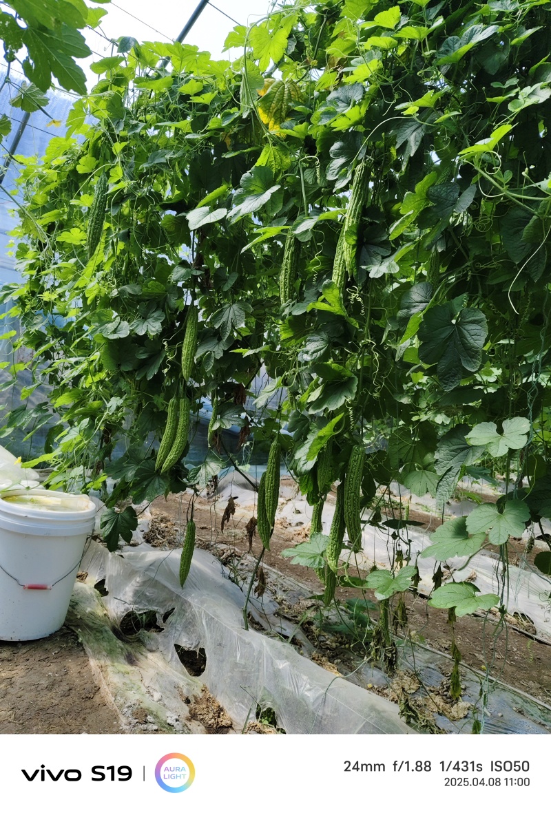 河南滑县露天抗病高产颜色绿亮型苦瓜苗