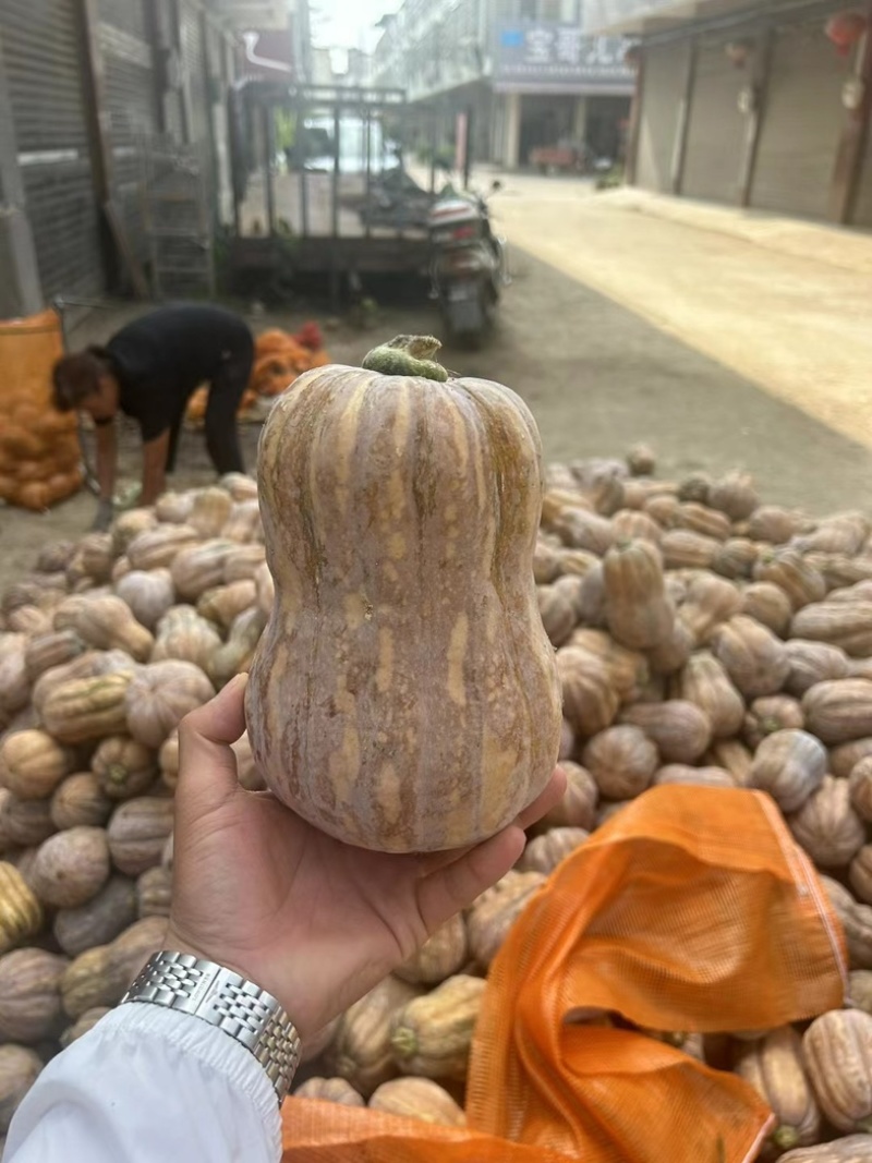 金香南瓜大量上市，口感面.甜个头均匀，需要的联系