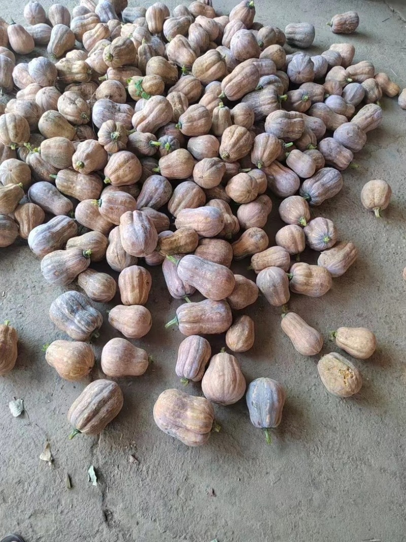 金香南瓜大量上市，口感面.甜个头均匀，需要的联系