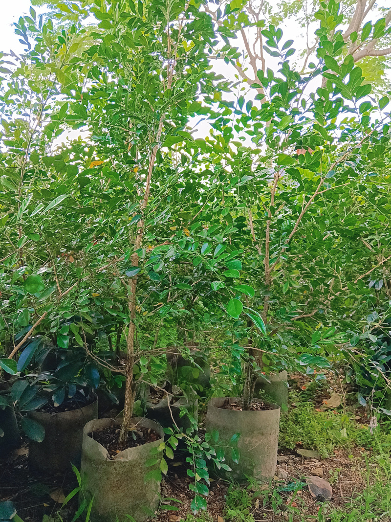 九里香/基地直销/便宜出