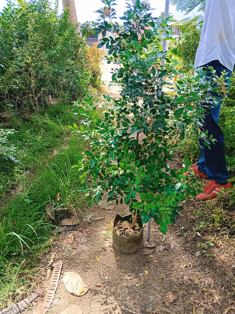 九里香/基地直销/便宜出