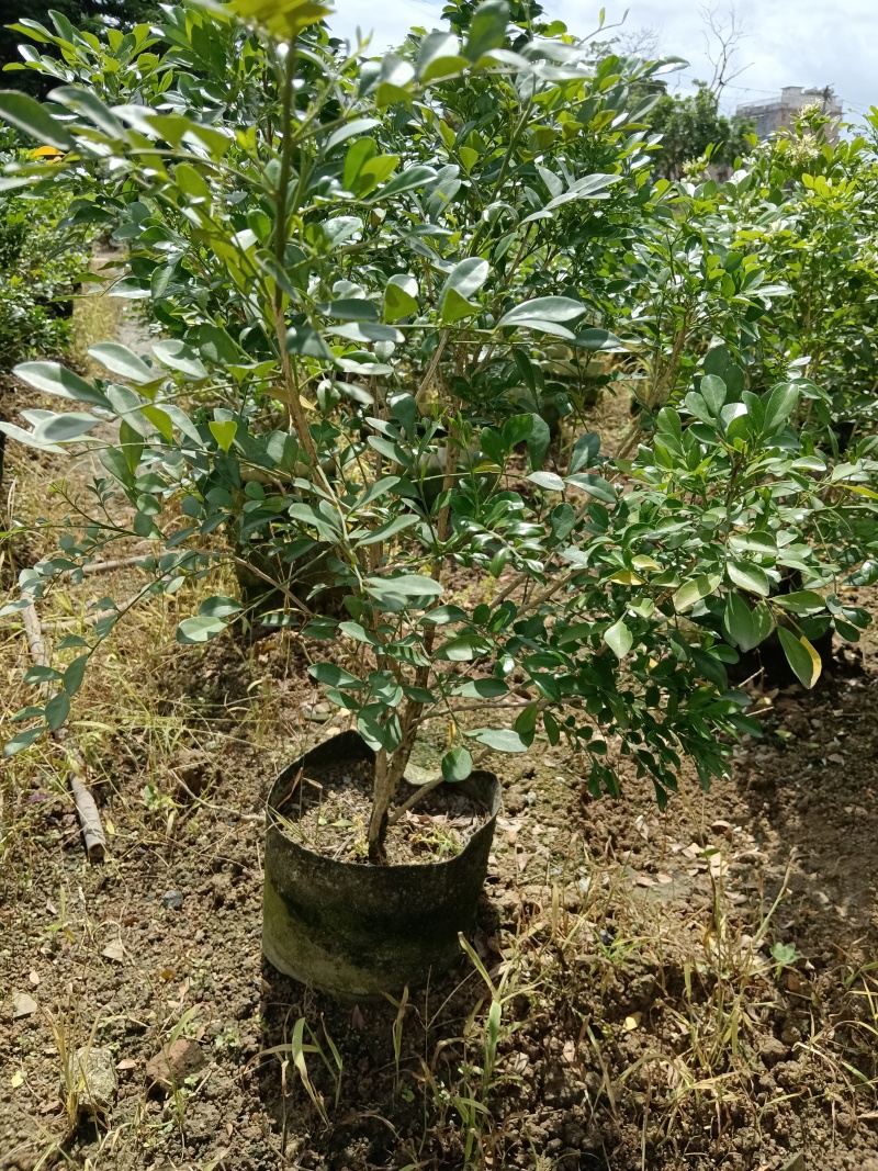 九里香/基地直销/便宜出