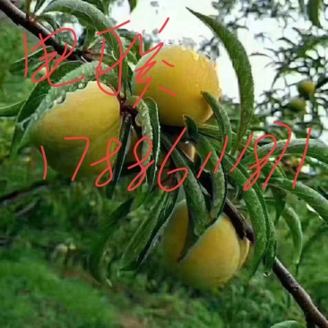 蜂糖李