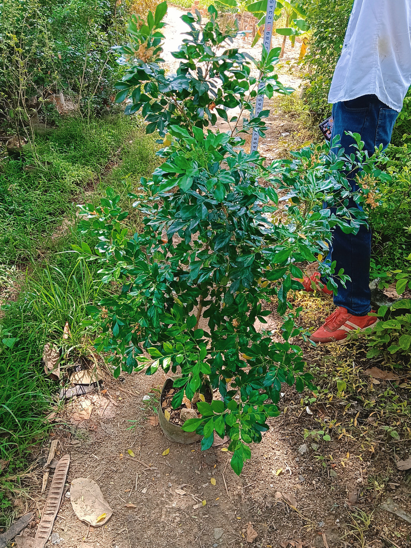 九里香/基地直销/便宜出