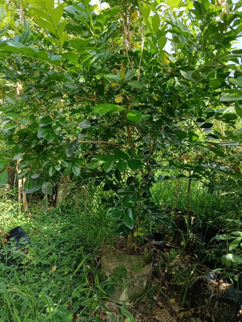 九里香/基地直销/便宜出