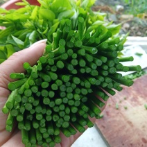 生态树仔菜