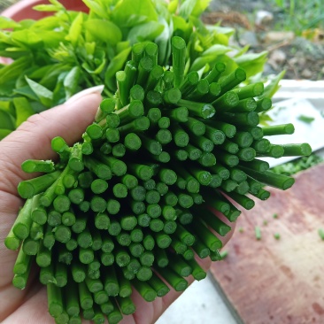 生态树仔菜