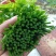 生态树仔菜