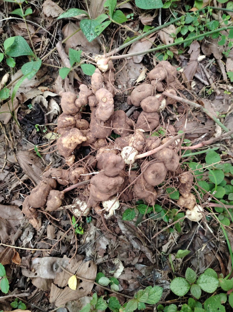 野生黄精