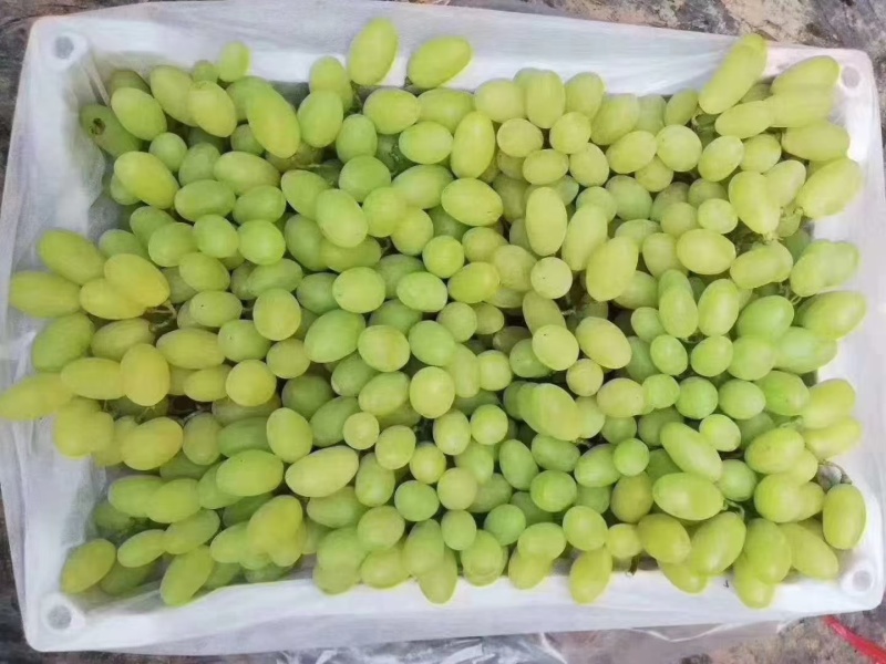 河北饶阳维多利亚葡萄