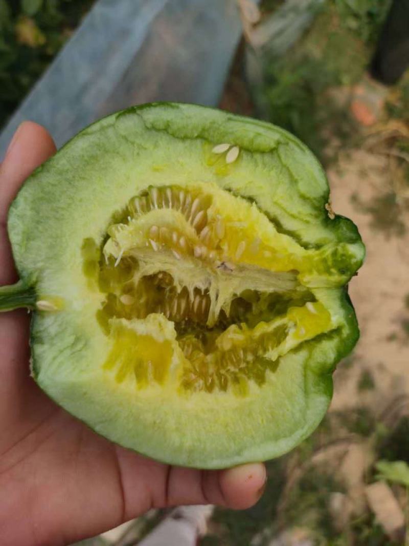 精品绿宝甜瓜，大量有货，价格便宜