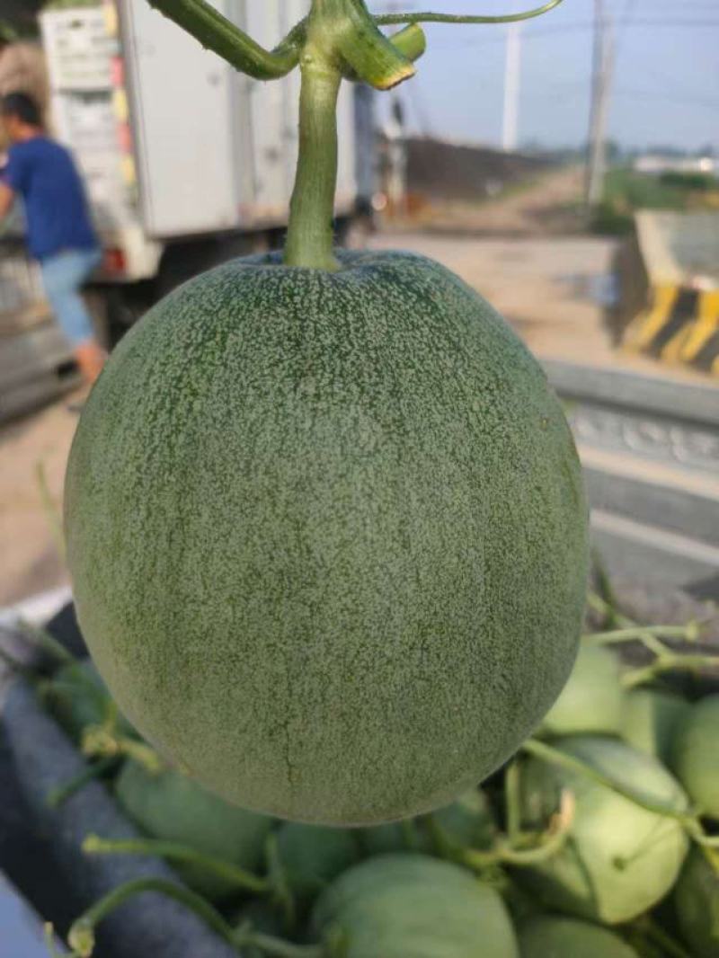 精品绿宝甜瓜，大量有货，价格便宜