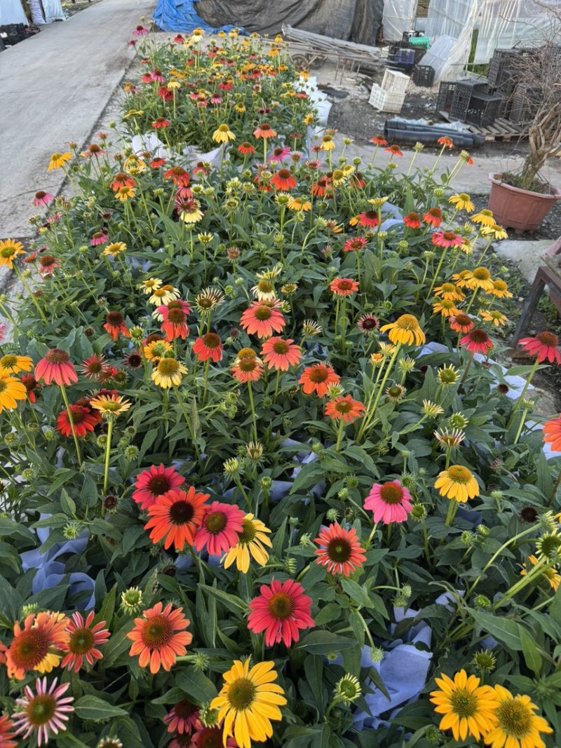 1加仑松果菊品质保证基地直发