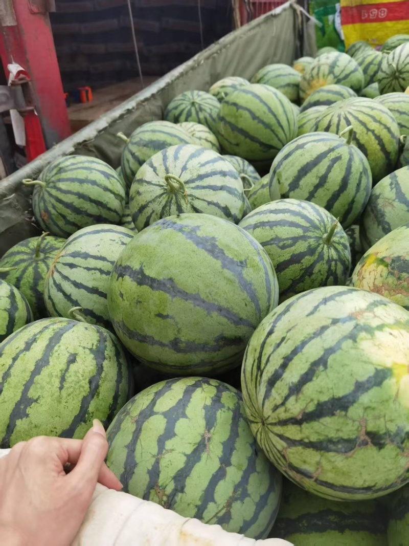 陕西渭南产地一手货源