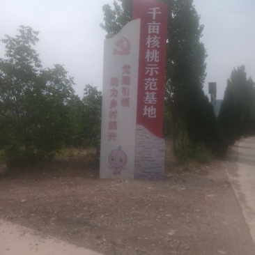 山核桃
