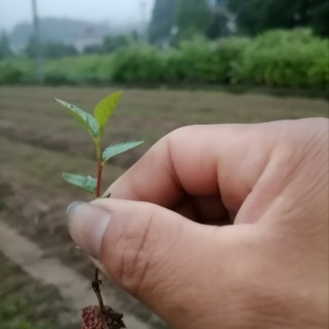 江南桤木芽苗邹家苗圃基地大量供应欢迎老板来电洽谈