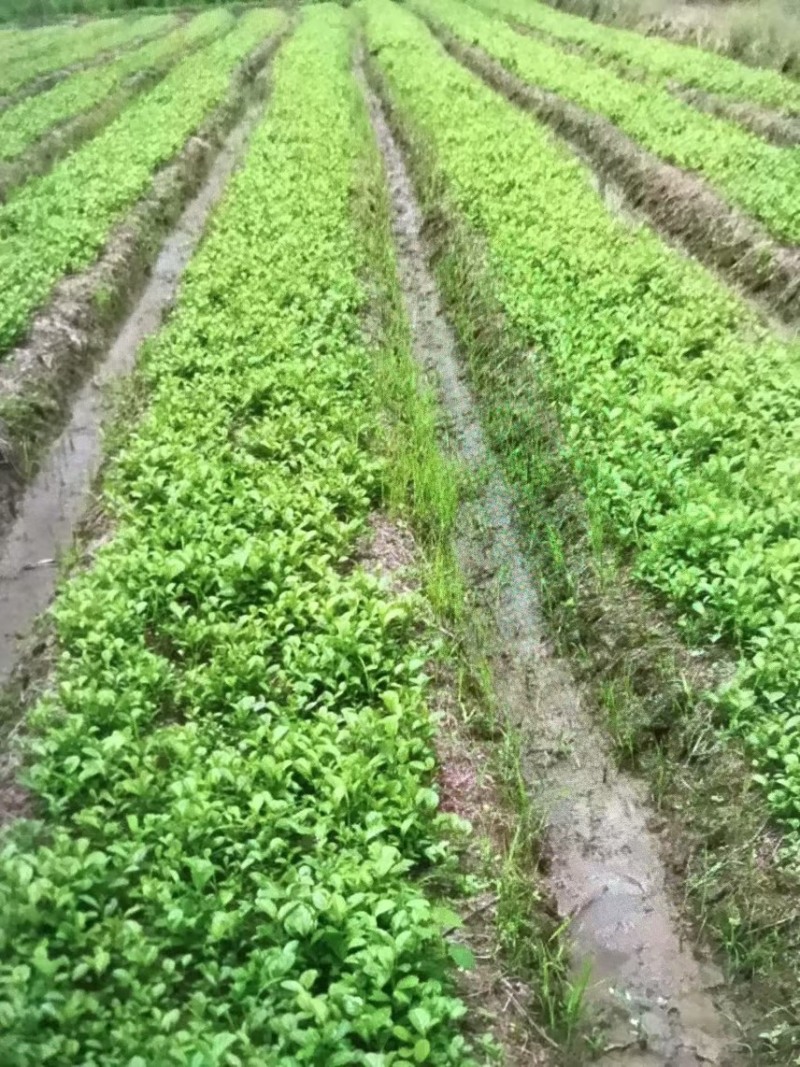 江南桤木芽苗邹家苗圃基地大量供应欢迎老板来电洽谈