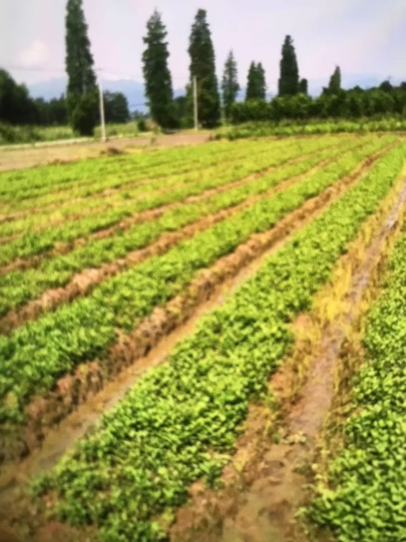 江南桤木芽苗邹家苗圃基地大量供应欢迎老板来电洽谈