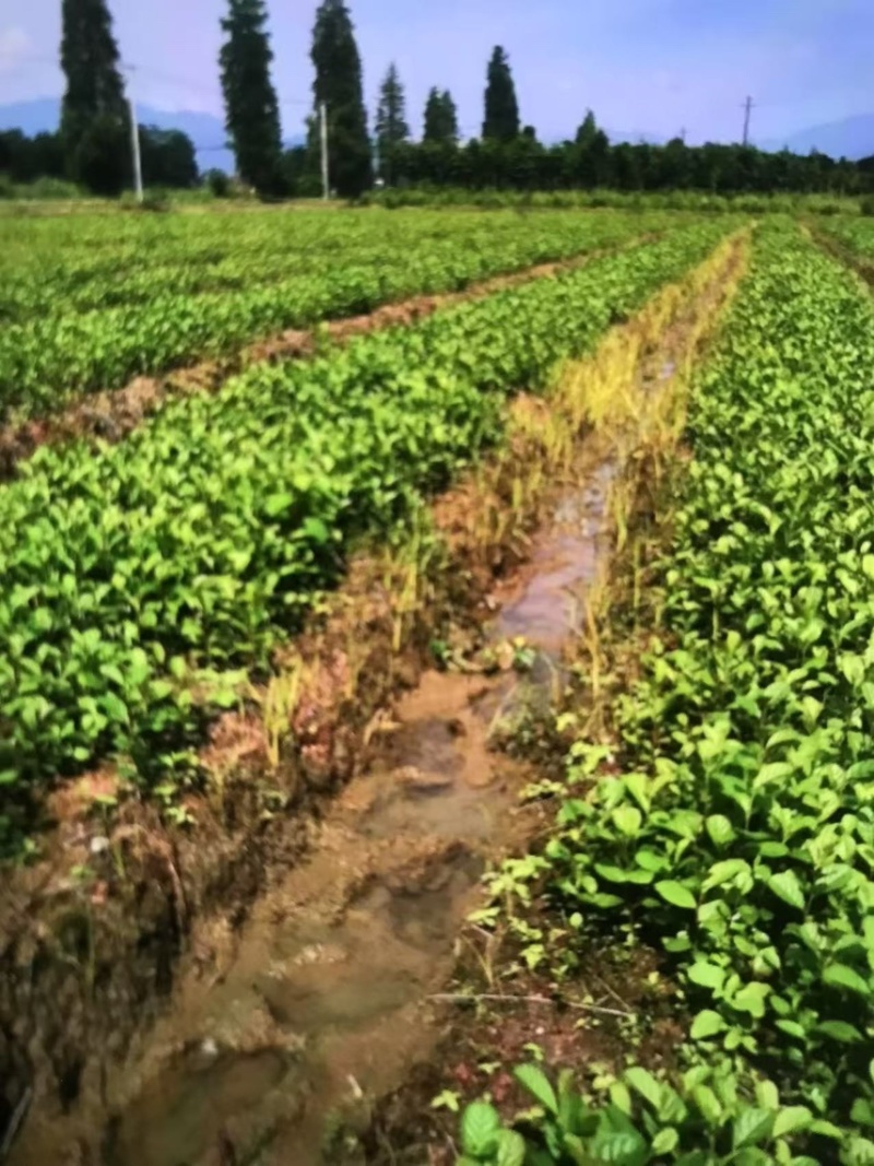 江南桤木芽苗邹家苗圃基地大量供应欢迎老板来电洽谈