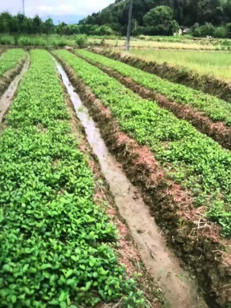 江南桤木芽苗邹家苗圃基地大量供应欢迎老板来电洽谈