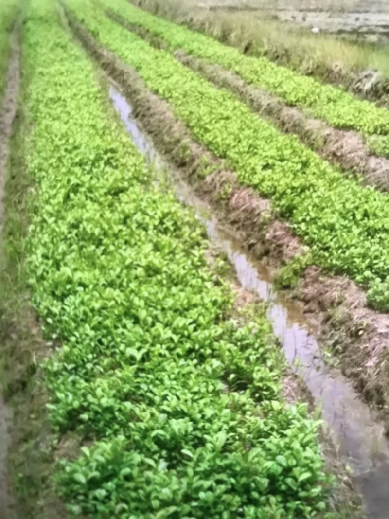 江南桤木芽苗邹家苗圃基地大量供应欢迎老板来电洽谈