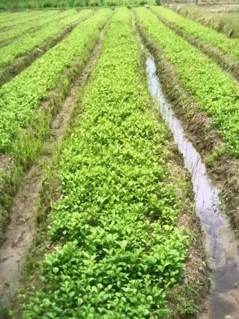 江南桤木芽苗邹家苗圃基地大量供应欢迎老板来电洽谈