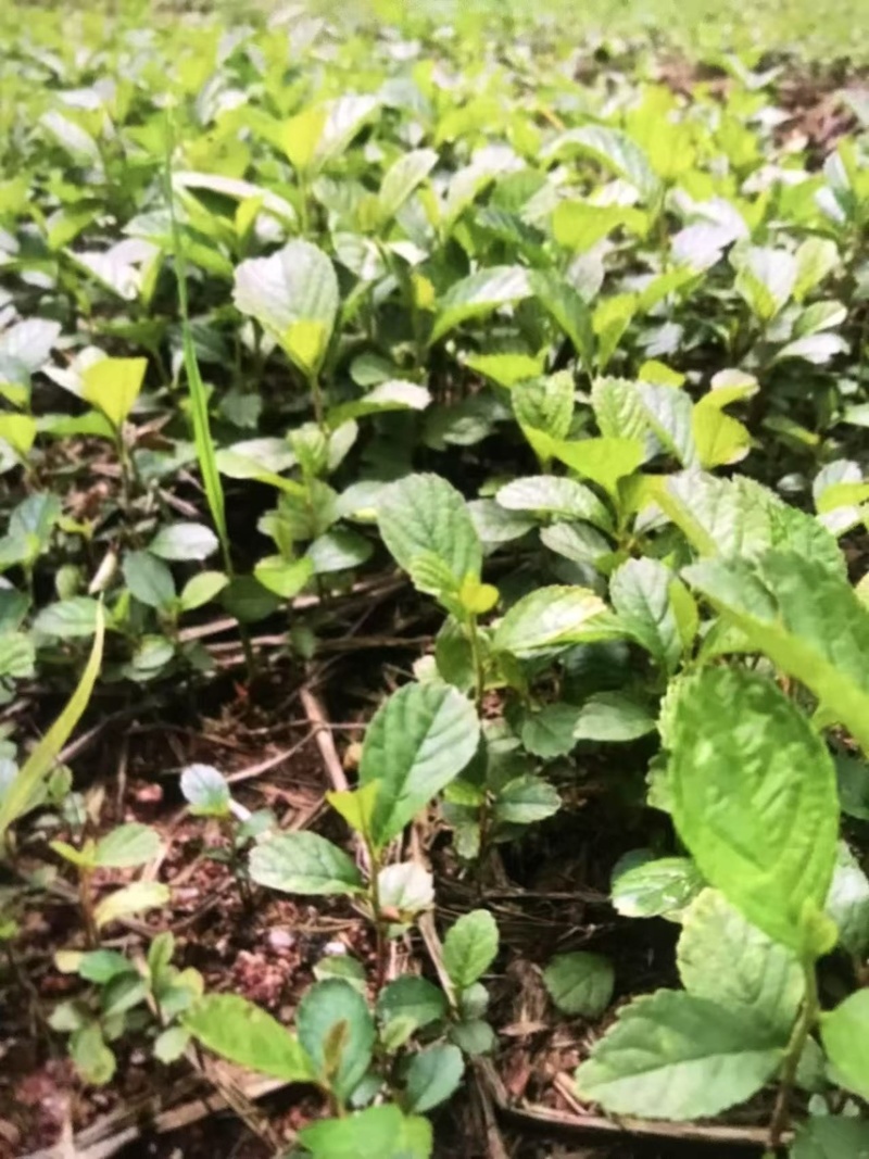 江南桤木芽苗邹家苗圃基地大量供应欢迎老板来电洽谈