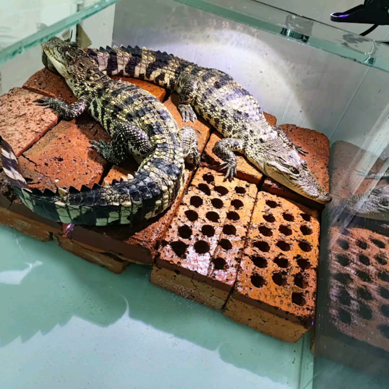 鳄鱼2025头苗(泰鳄宠物鳄鱼头苗)包邮包活包到家