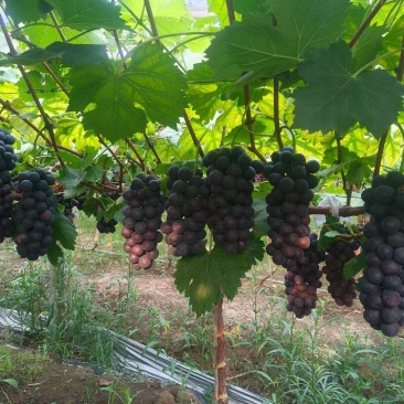 万亩夏黑，巨峰，阳光玫瑰品种多大量上市价格美丽