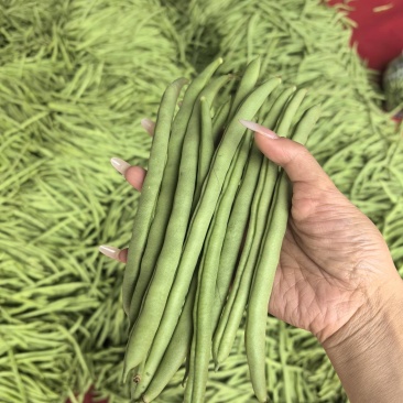 无筋四季豆，高山四季豆，基地直供，一手货源，大量供应
