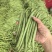 无筋四季豆，高山四季豆，基地直供，一手货源，大量供应