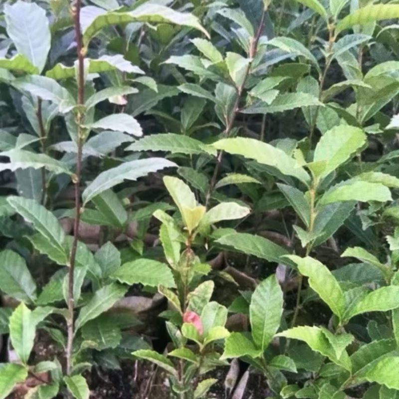 苦槠杯苗奉新县邹家苗圃基地大量供应苦槠芽苗地苗