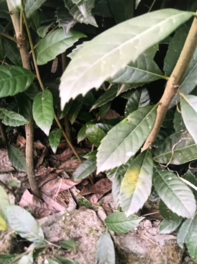 苦槠杯苗奉新县邹家苗圃基地大量供应苦槠芽苗地苗