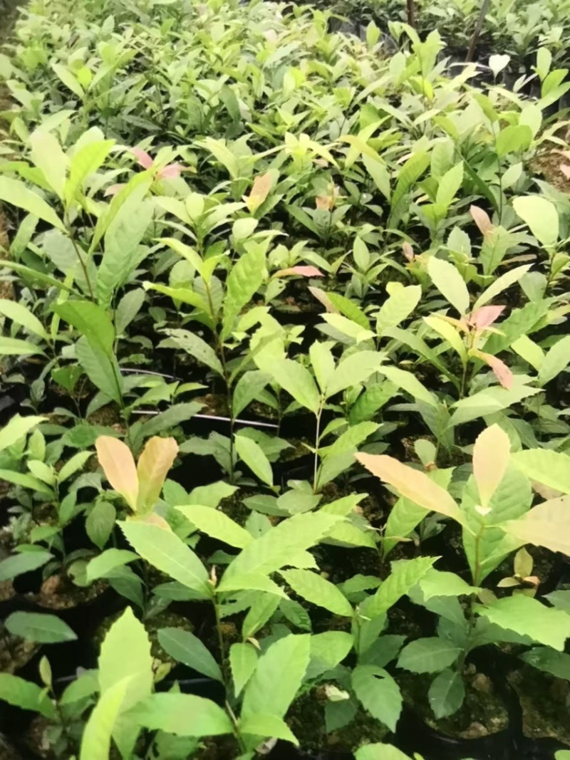苦槠杯苗奉新县邹家苗圃基地大量供应苦槠芽苗地苗
