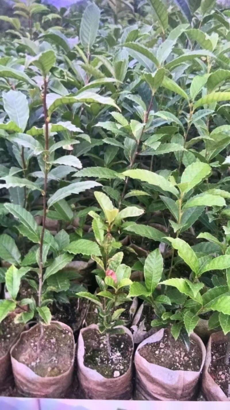 苦槠杯苗奉新县邹家苗圃基地大量供应苦槠芽苗地苗