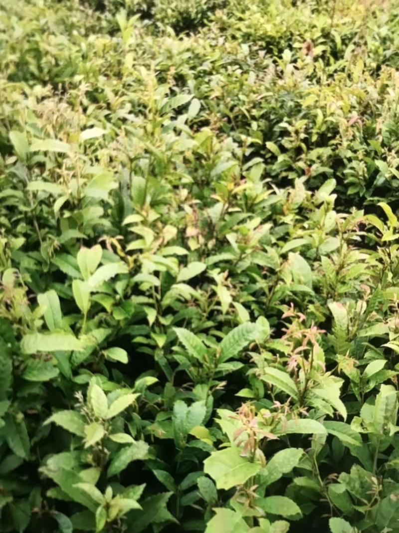 苦槠杯苗奉新县邹家苗圃基地大量供应苦槠芽苗地苗