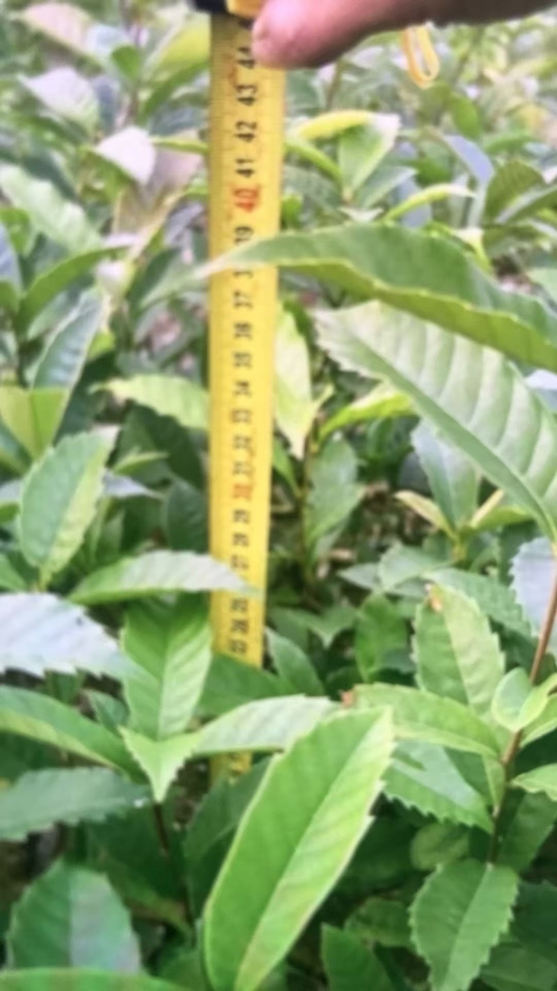 苦槠杯苗奉新县邹家苗圃基地大量供应苦槠芽苗地苗