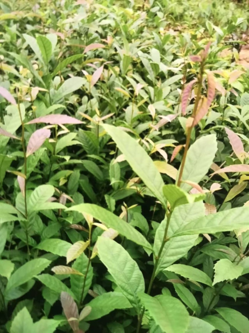 苦槠杯苗奉新县邹家苗圃基地大量供应苦槠芽苗地苗