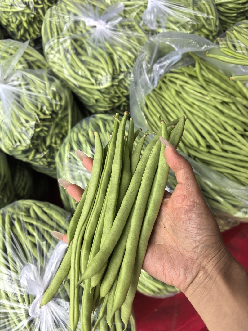 无筋四季豆，高山四季豆，基地直供，一手货源，大量供应