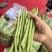 无筋四季豆，高山四季豆，基地直供，一手货源，大量供应