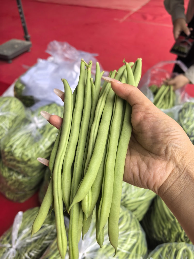 无筋四季豆，高山四季豆，基地直供，一手货源，大量供应