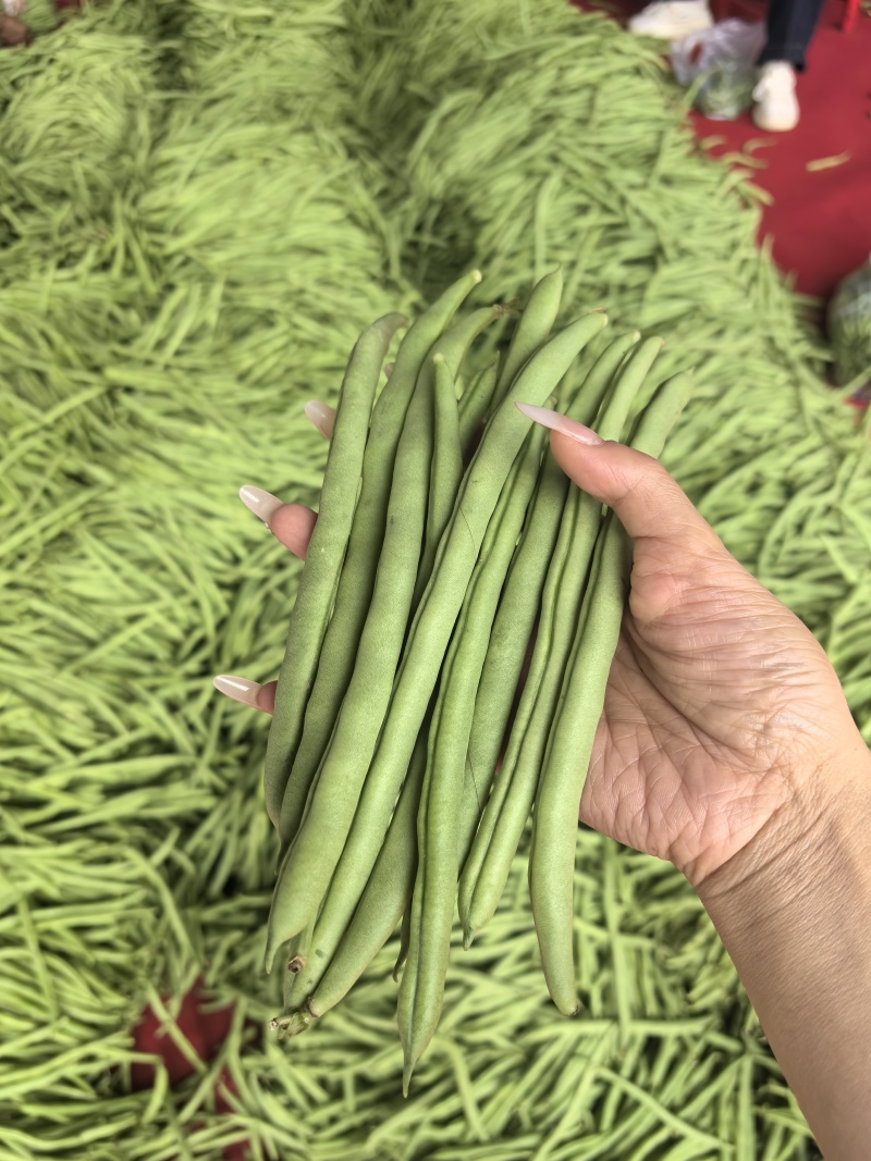 无筋四季豆，高山四季豆，基地直供，一手货源，大量供应