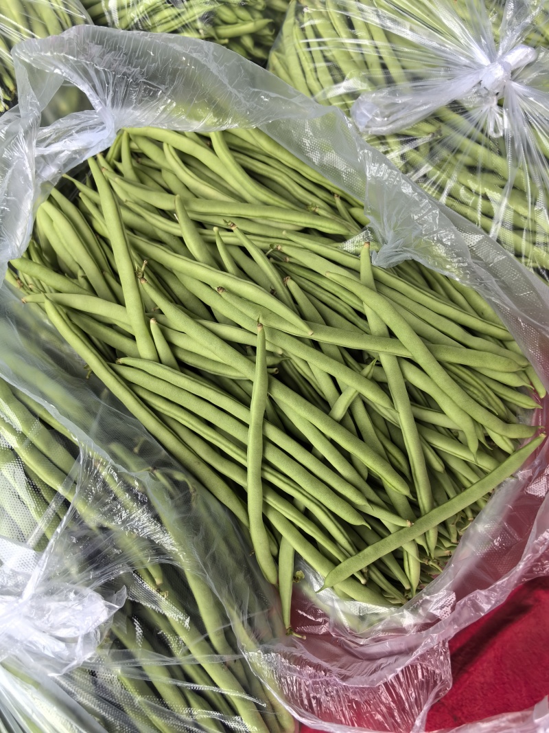 无筋四季豆，高山四季豆，基地直供，一手货源，大量供应