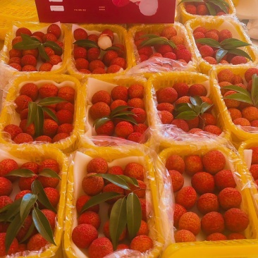 无核荔枝开采